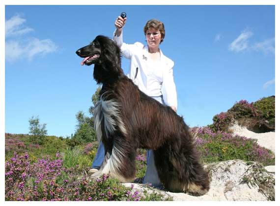 阿富汗猎犬价格,只能说价格不菲