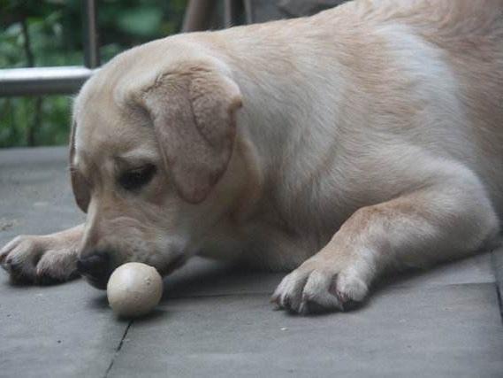 拉布拉多不吃东西怎么办?大部分是这几个原因导致的