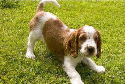 黑色史宾格犬好吗?实际上与颜色无关