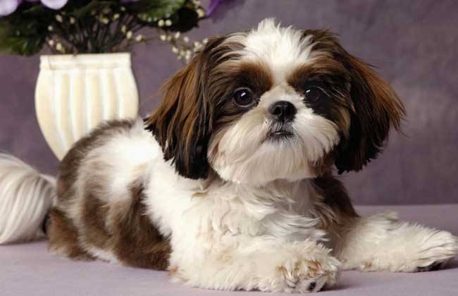 西施犬寿命？请珍惜你的爱宠