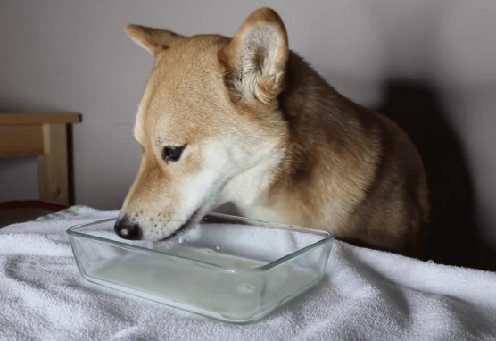 狗狗可以喝牛奶吗?请注意乳糖不适症的情况