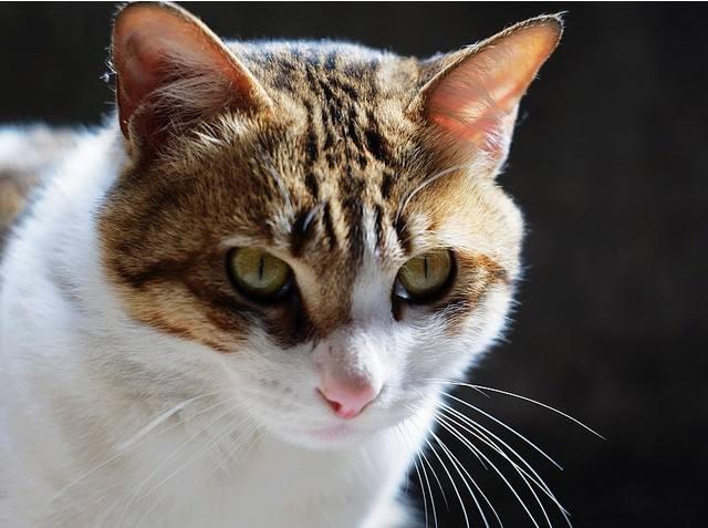 猫便秘怎么办？先从这些方面调理下