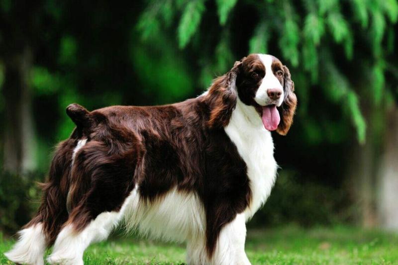 史宾格犬拆家吗?这种事就取决于你的驯化了