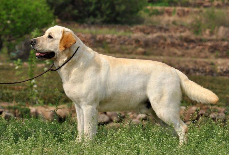 拉布拉多怎么喂？科学喂养百利无一害