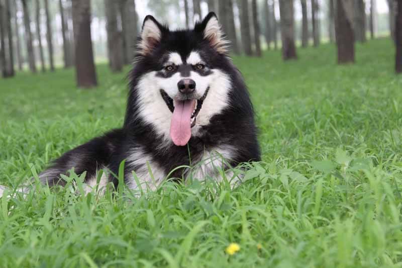 阿拉斯加犬怎么训练大小便?一步二步的来