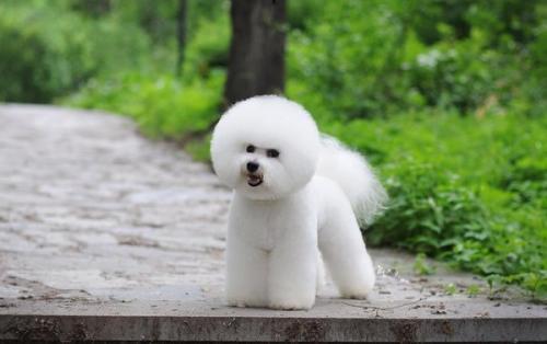 怎样训练比熊犬?这些方法让它们更听话