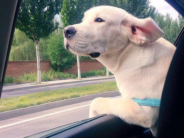 拉布拉多几个月长成型?正常情况是这样的