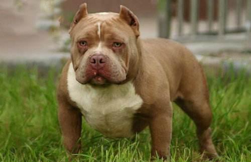 恶霸犬咬人吗?看着样子还是防着点