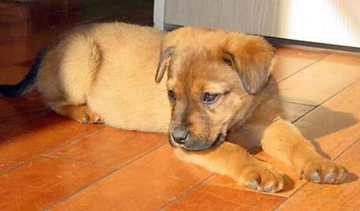 中华田园犬的寿命，在犬界来说其实是不错的