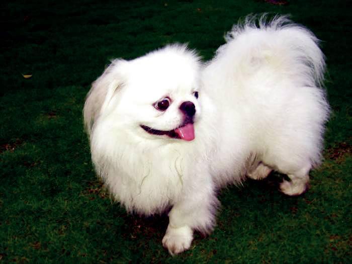 京巴犬性格如何?忠实温顺总结它