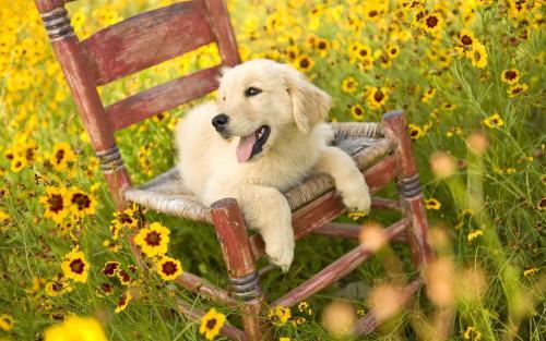 狗得了狂犬病什么症状?注意一下行为