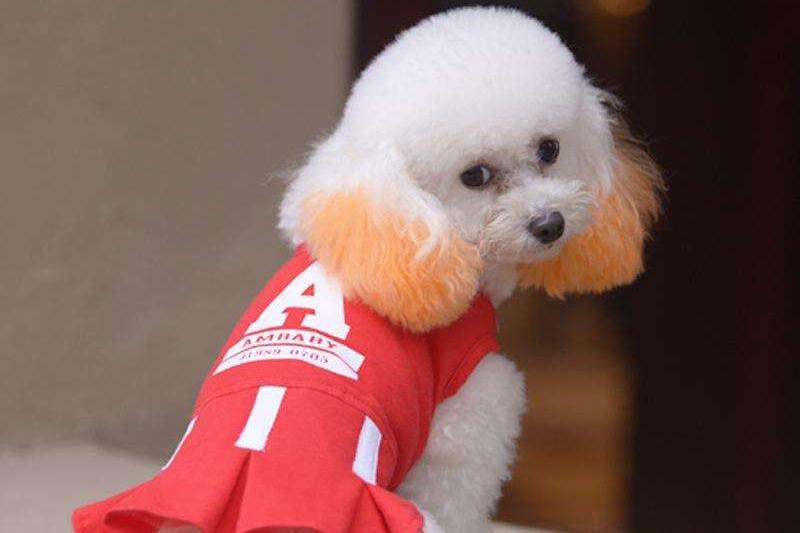 泰迪尾巴为什么要剪短，了解这些常识性问题