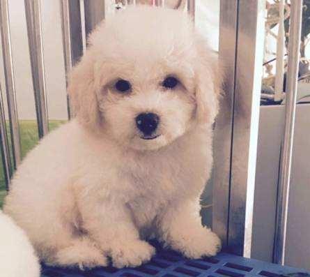 比熊幼犬怎么看纯不纯?观察这几处地方
