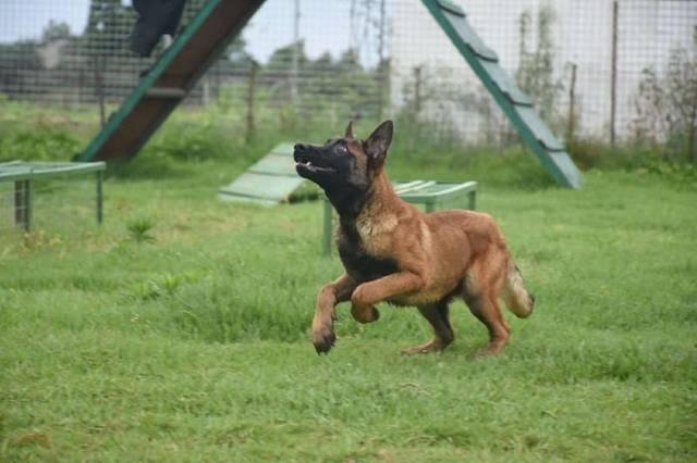 马犬几个月开始胆子大?不光靠自己也要靠训练