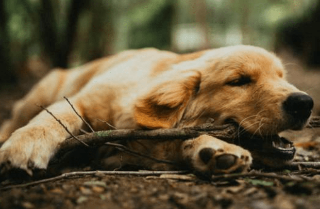 狗狗狂犬病的早期症状