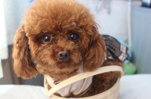 泰迪不喜欢主人的表现,这几个动作就能够表明