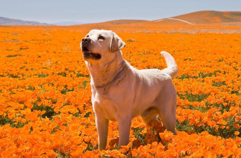 拉布拉多能长多大？标准的中型犬体型