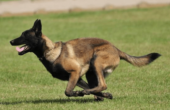 马犬应该怎么训练，正可谓是严是爱，松才是害