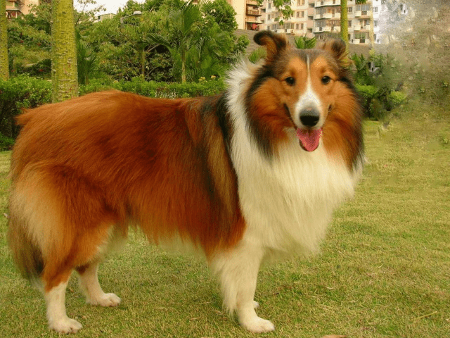 新手养狗,狗狗得了犬瘟热怎么治疗好