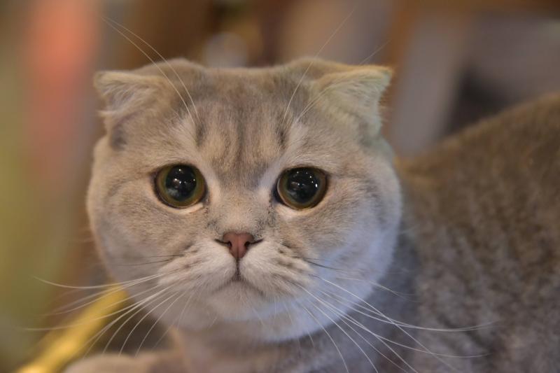 猫肠胃炎和猫瘟的区别?还是要注意甄别