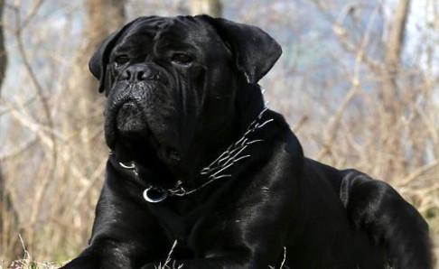 成年卡斯罗犬易换主吗?这是一件极其困难的事