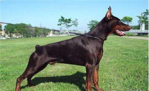 杜宾犬吃什么好？健康的饮食有这些