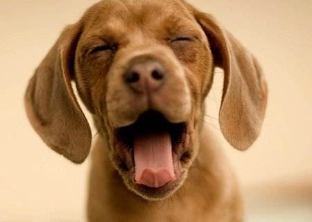 好听的宠物名字 最独特霸气名字大全