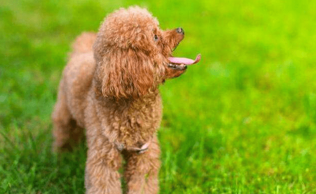 贵宾犬每年都打疫苗吗？一般都是这样的