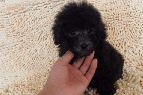 泰迪疫苗怎么打?一份犬类疫苗指导建议可以看看