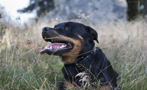 如何训练罗威纳犬?想训服它得严格些