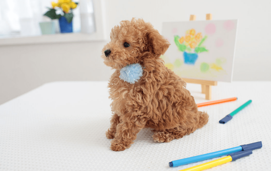 什么狗不掉毛？最不掉毛的五种狗