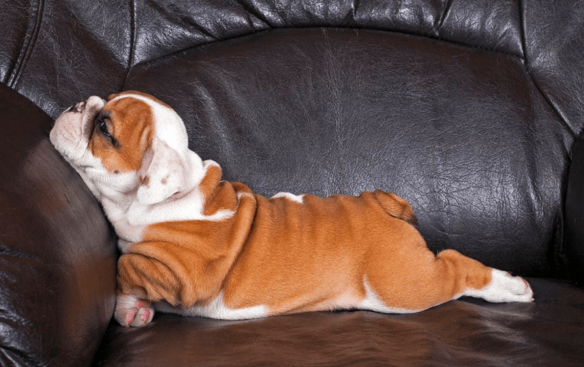 不养英国斗牛犬的理由，第一条就够你受的