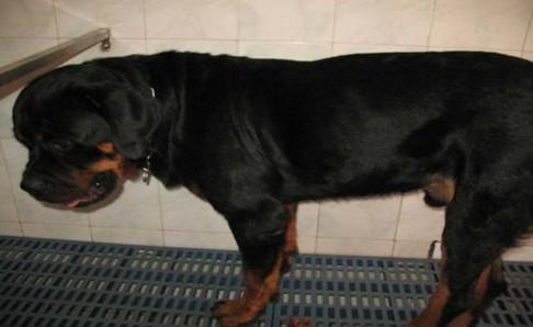 如何训练罗威纳犬?想训服它得严格些