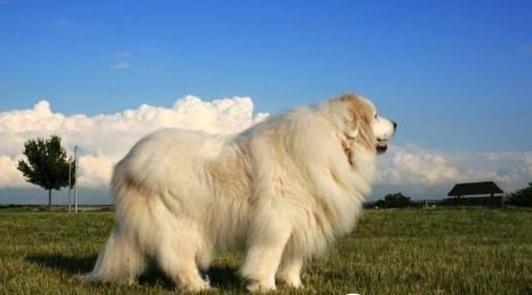 大白熊犬缺点有哪些?四大典型缺点总结