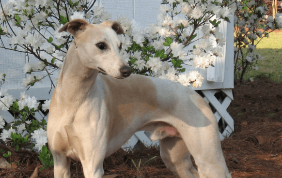 灵缇犬训练方法 怎么成为一只&ldquo;奔跑的汪&rdquo;