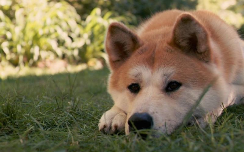 秋田犬怎么训练?来点有难度的