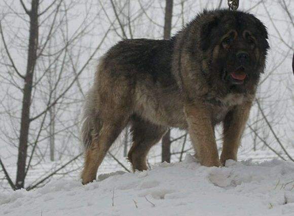 高加索犬会咬主人吗，正确方法让它不再攻击