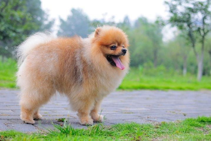 白博美和银狐有区别吗?外形性格差异都很大