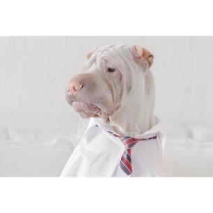 狗又吐又拉怎么办?健康问题不容忽视