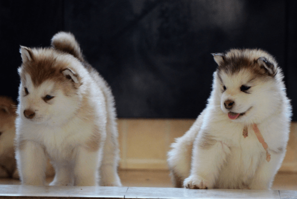 阿拉斯加几个月定型,对照这个标准来看看