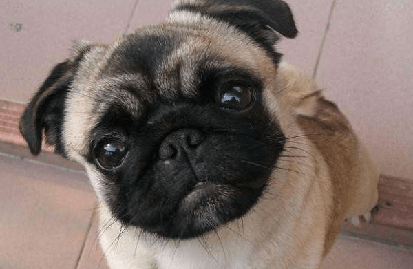 狗狗黑眼圈严重怎么办？有外在的原因也有内在的