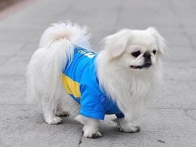 京巴犬吃什么？饮食还是要有所讲究