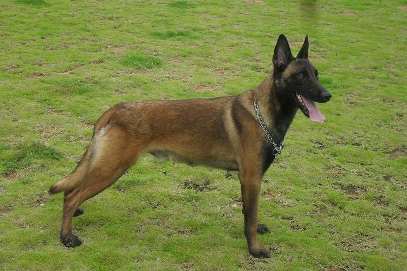 怎么训练马犬?注意好以下这几点就行了