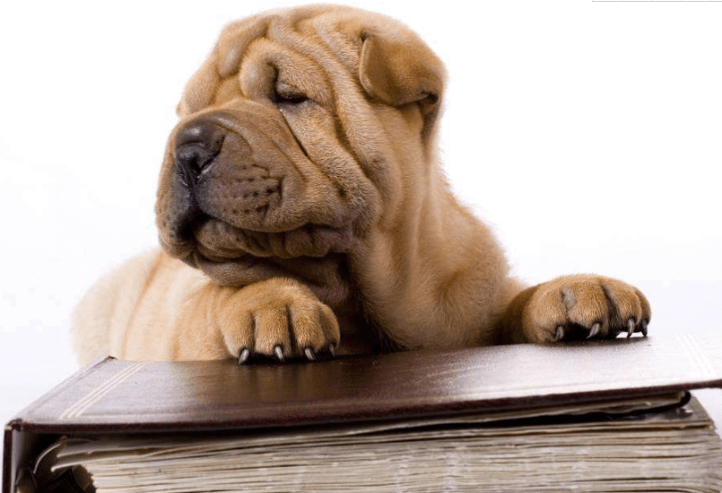 沙皮狗价格,各地城市价格差距大