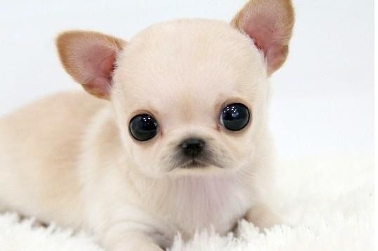 蝴蝶犬和吉娃娃哪个好？这样比一下才知道