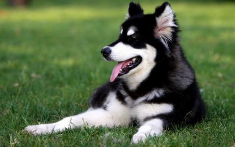 阿拉斯加吃什么好？只要是利于身体的都可以