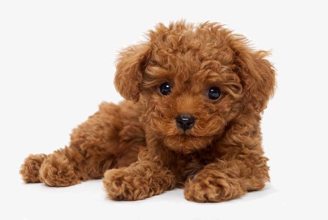 狗得细小的症状，这些是明显能够看得出来的