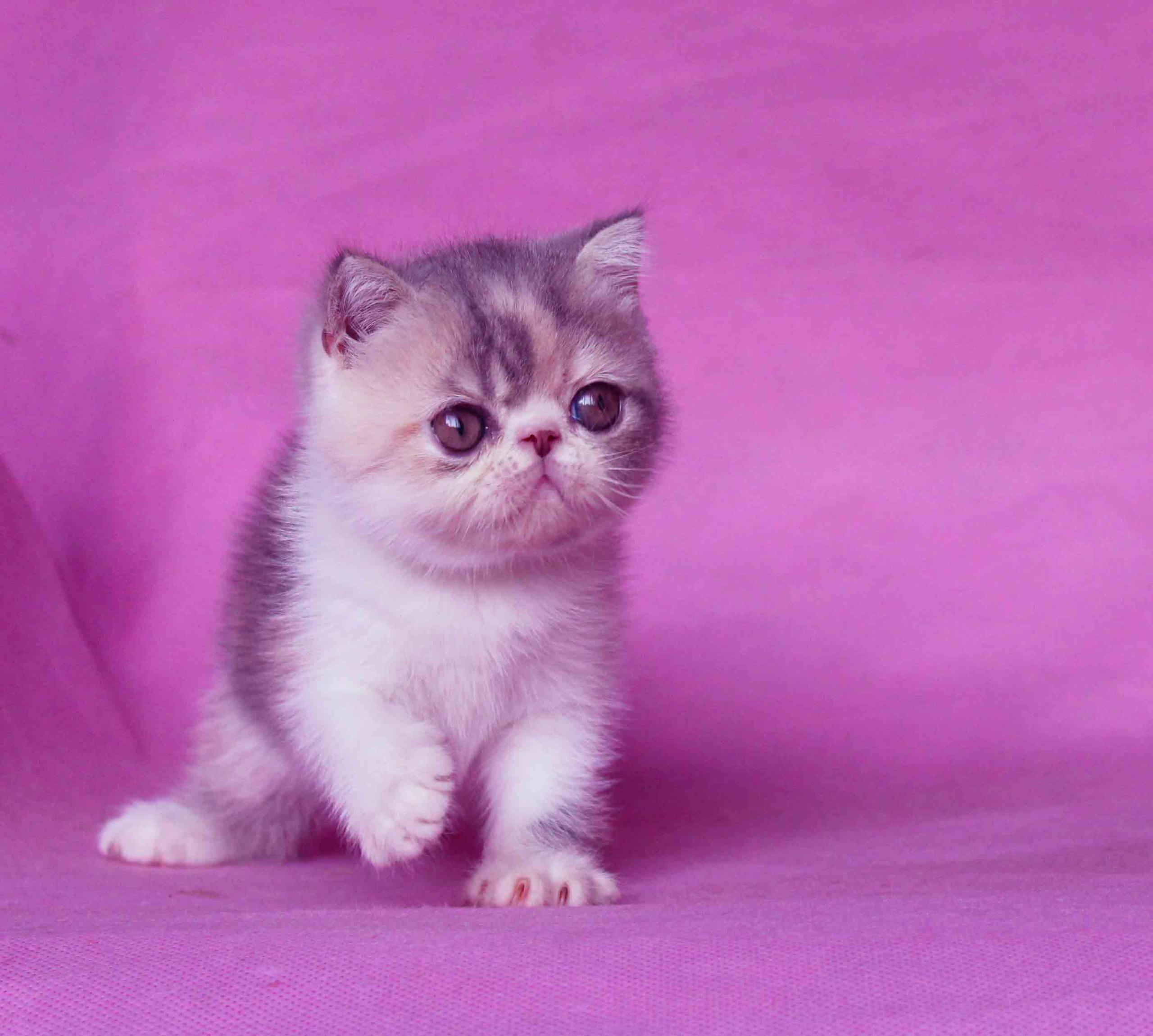 宠物猫品种图片大全,让你大开眼界