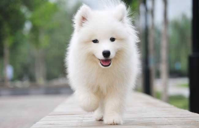 狗狗开始痴呆怎么办?这些方面要多上心