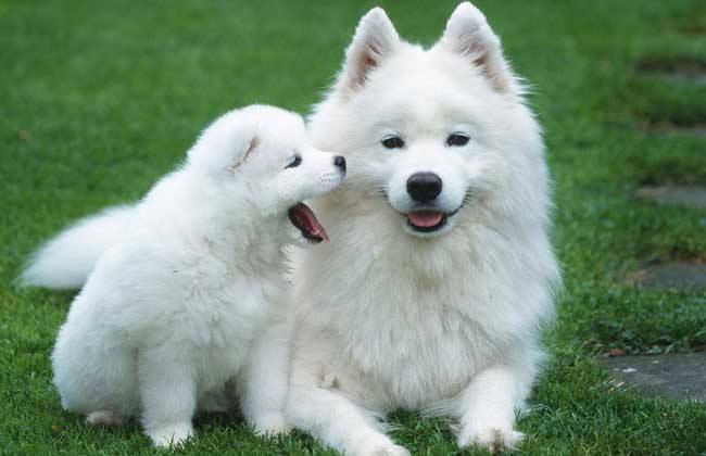 爱斯基摩犬掉不掉毛 大神给你支招